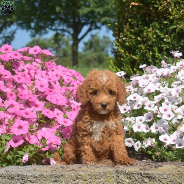 Scout, Mini Goldendoodle Puppy