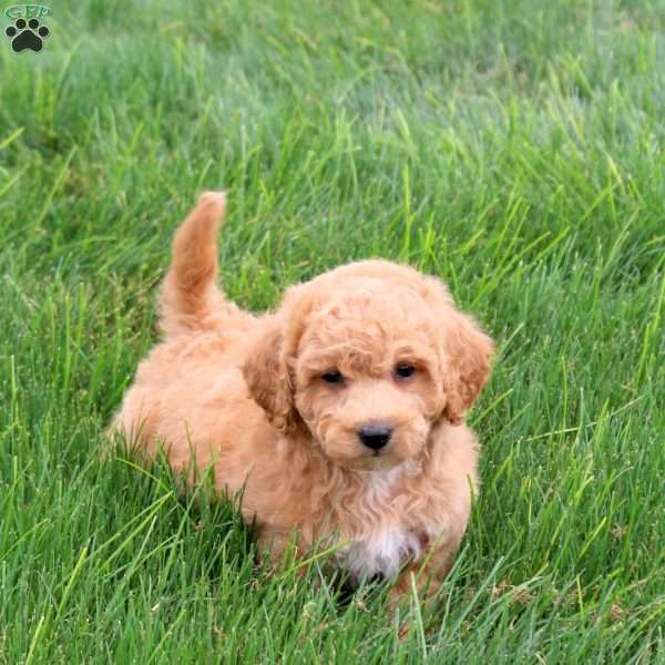 Scout, Bich-Poo Puppy