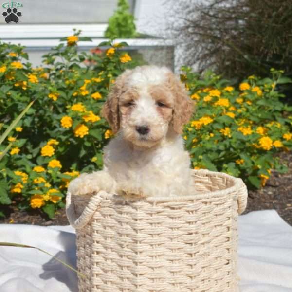 Scout, Labradoodle Puppy