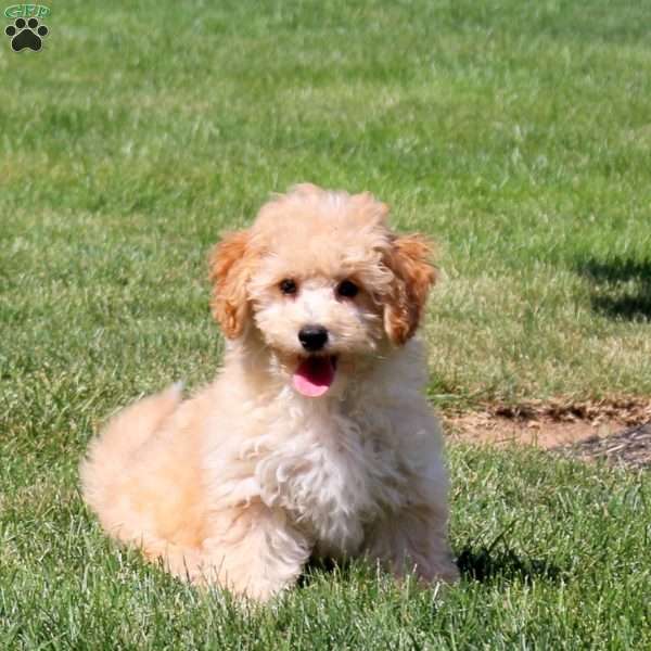 Scout, Bich-Poo Puppy