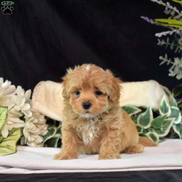 Scout, Maltipoo Puppy