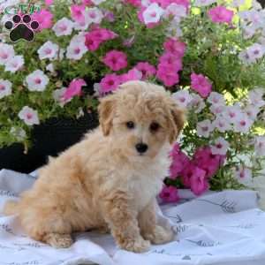 Scout, Bich-Poo Puppy