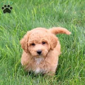 Scout, Bich-Poo Puppy
