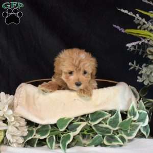Scout, Maltipoo Puppy