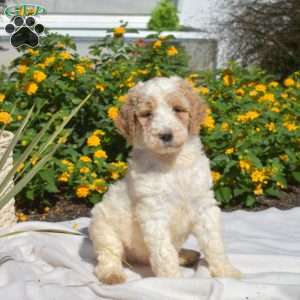 Scout, Labradoodle Puppy