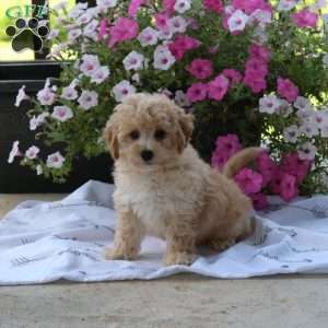 Scout, Bich-Poo Puppy