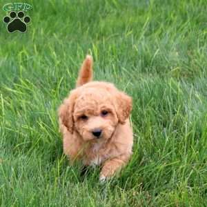 Scout, Bich-Poo Puppy