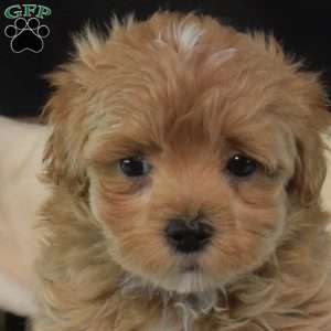 Scout, Maltipoo Puppy