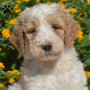 Scout, Labradoodle Puppy