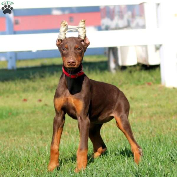 Scout, Doberman Pinscher Puppy