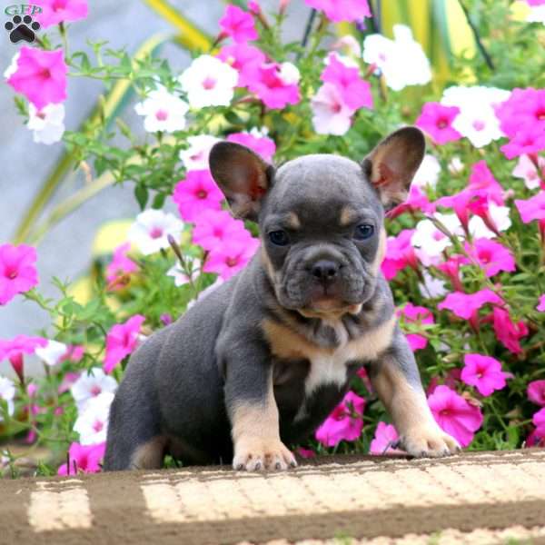 Scout, French Bulldog Puppy