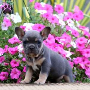 Scout, French Bulldog Puppy