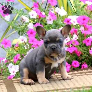 Scout, French Bulldog Puppy