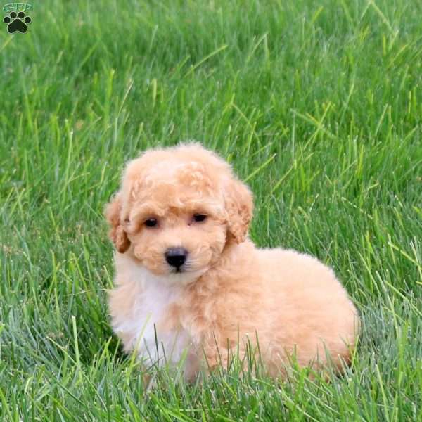 Scrappy, Bich-Poo Puppy