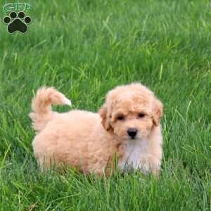 Scrappy, Bich-Poo Puppy