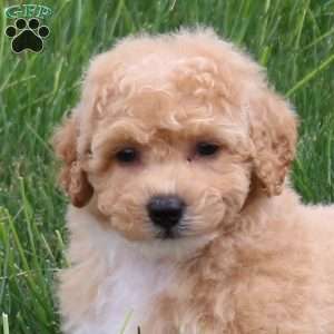 Scrappy, Bich-Poo Puppy