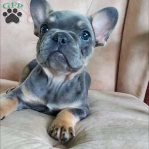 Peggy, French Bulldog Puppy