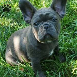 Tootsie, French Bulldog Puppy