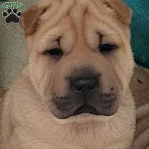 RUBI, Shar Pei Puppy