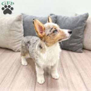 Sydney, Pembroke Welsh Corgi Puppy