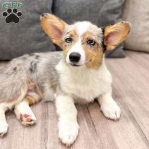 Sydney, Pembroke Welsh Corgi Puppy
