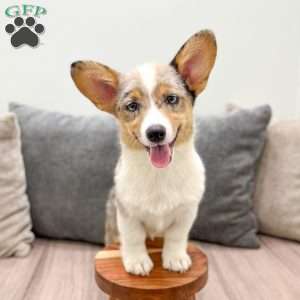 Sydney, Pembroke Welsh Corgi Puppy