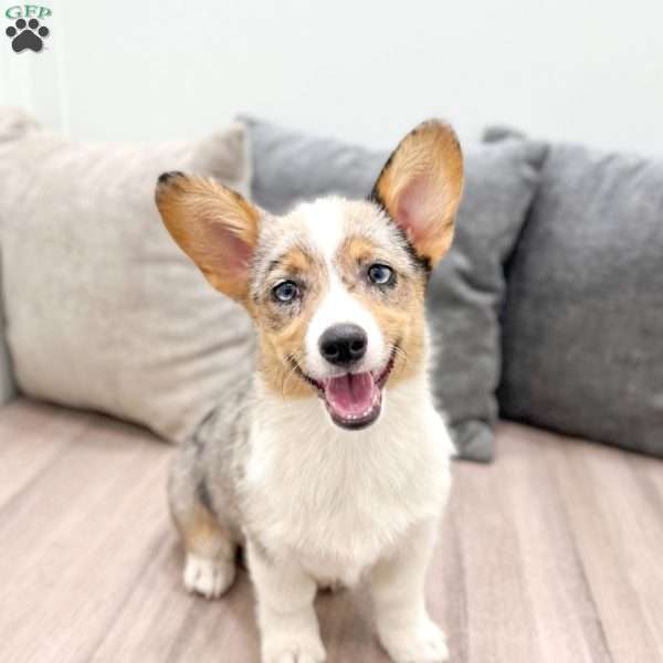 Sydney, Pembroke Welsh Corgi Puppy
