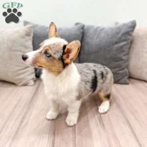 Sydney, Pembroke Welsh Corgi Puppy