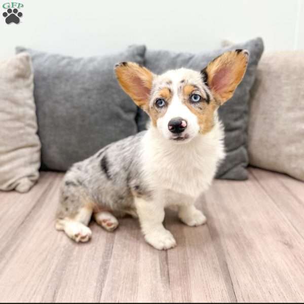 Shelly, Pembroke Welsh Corgi Puppy