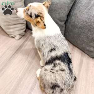 Shelly, Pembroke Welsh Corgi Puppy
