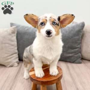 Shelly, Pembroke Welsh Corgi Puppy