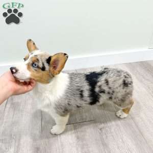 Shelly, Pembroke Welsh Corgi Puppy