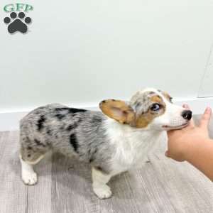 Shelly, Pembroke Welsh Corgi Puppy