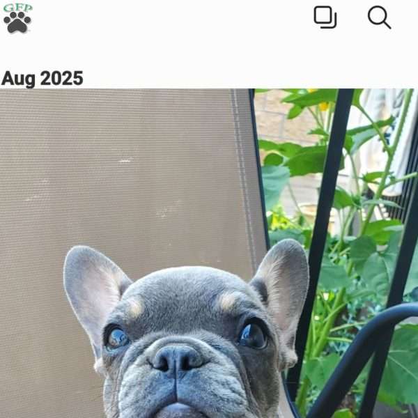 Peggy, French Bulldog Puppy