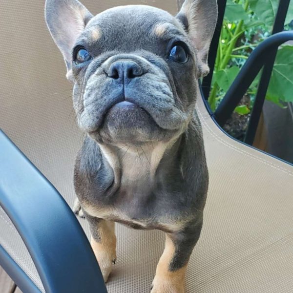 Peggy, French Bulldog Puppy