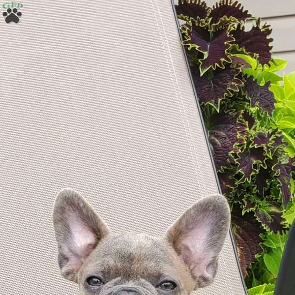 Tracy, French Bulldog Puppy