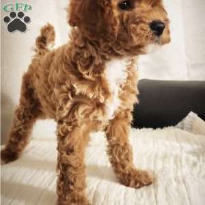 Charles, Miniature Poodle Puppy