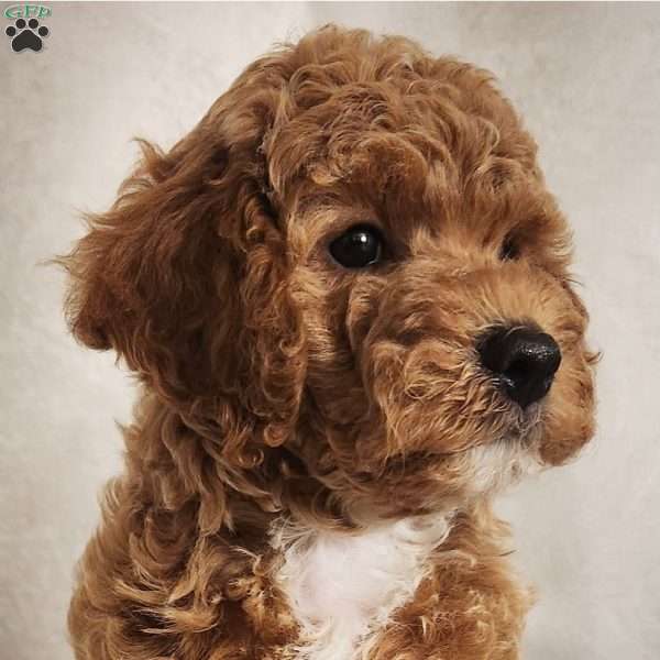 Charles, Miniature Poodle Puppy