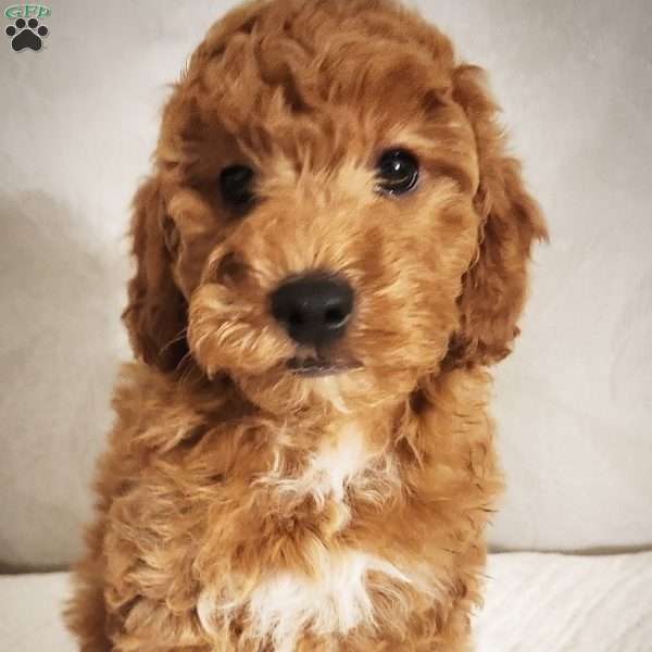 Odie, Miniature Poodle Puppy