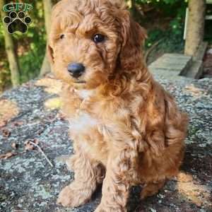 Odie, Miniature Poodle Puppy