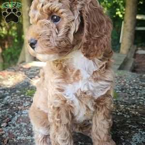 Butter Cup, Miniature Poodle Puppy