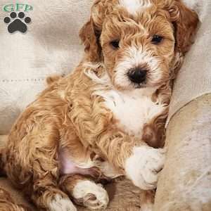 Timmy, Miniature Poodle Puppy