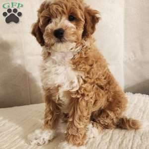 Timmy, Miniature Poodle Puppy