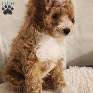 Timmy, Miniature Poodle Puppy