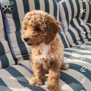 Butter Cup, Miniature Poodle Puppy