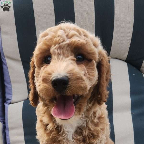 Butter Cup, Miniature Poodle Puppy