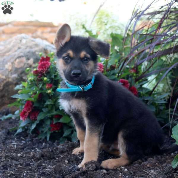 Sean, German Shepherd Puppy