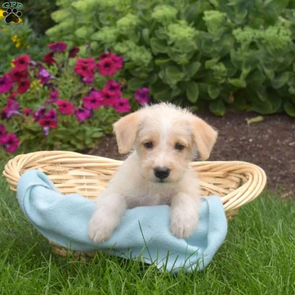 Sebastian, Miniature Schnauzer Mix Puppy