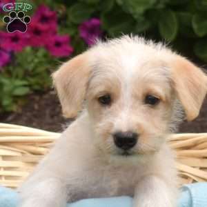 Sebastian, Miniature Schnauzer Mix Puppy