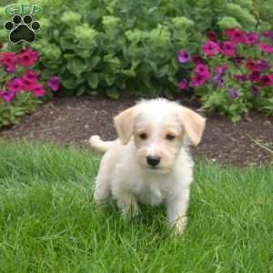 Sebastian, Miniature Schnauzer Mix Puppy